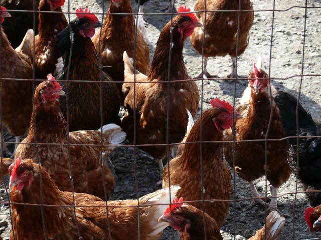 The recent onslaught of avian flu has taken a huge toll on the chicken population in Iowa, which means measures are being taken to prevent further spread of the disease.(Photo by Gavin Schafer, CC SA 3.0)